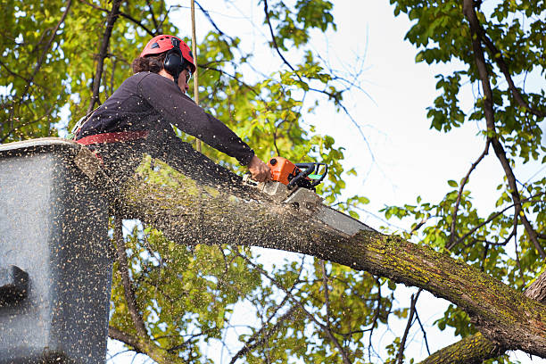 Reliable Kamas, UT Tree Service Solutions